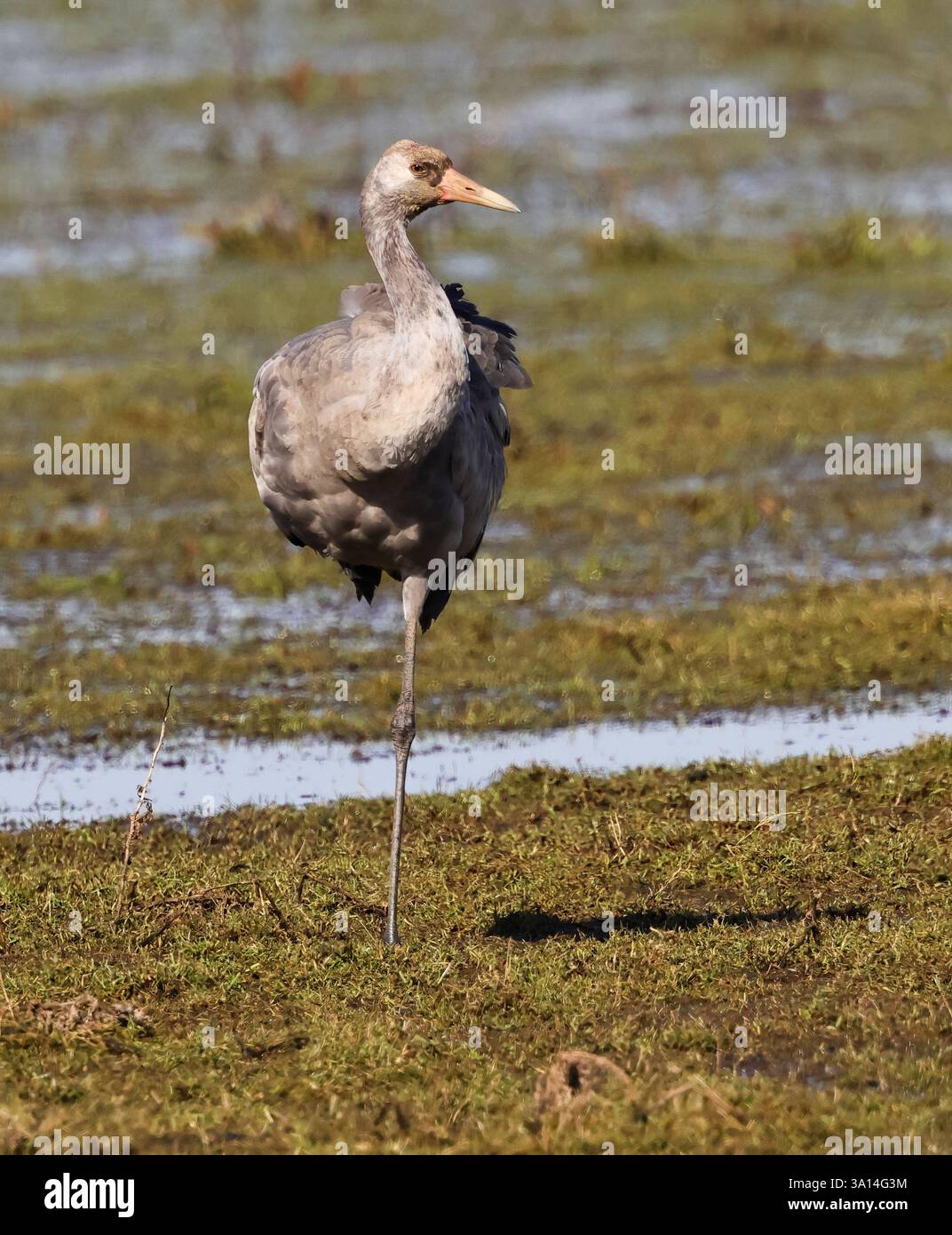 Ein Common Crane (Grus grus) in Slimbridge WWT Gloucestershire UK Stockfoto