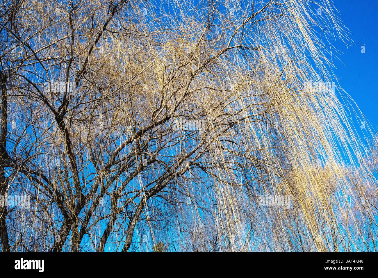 Weeping Willow tree Stockfoto
