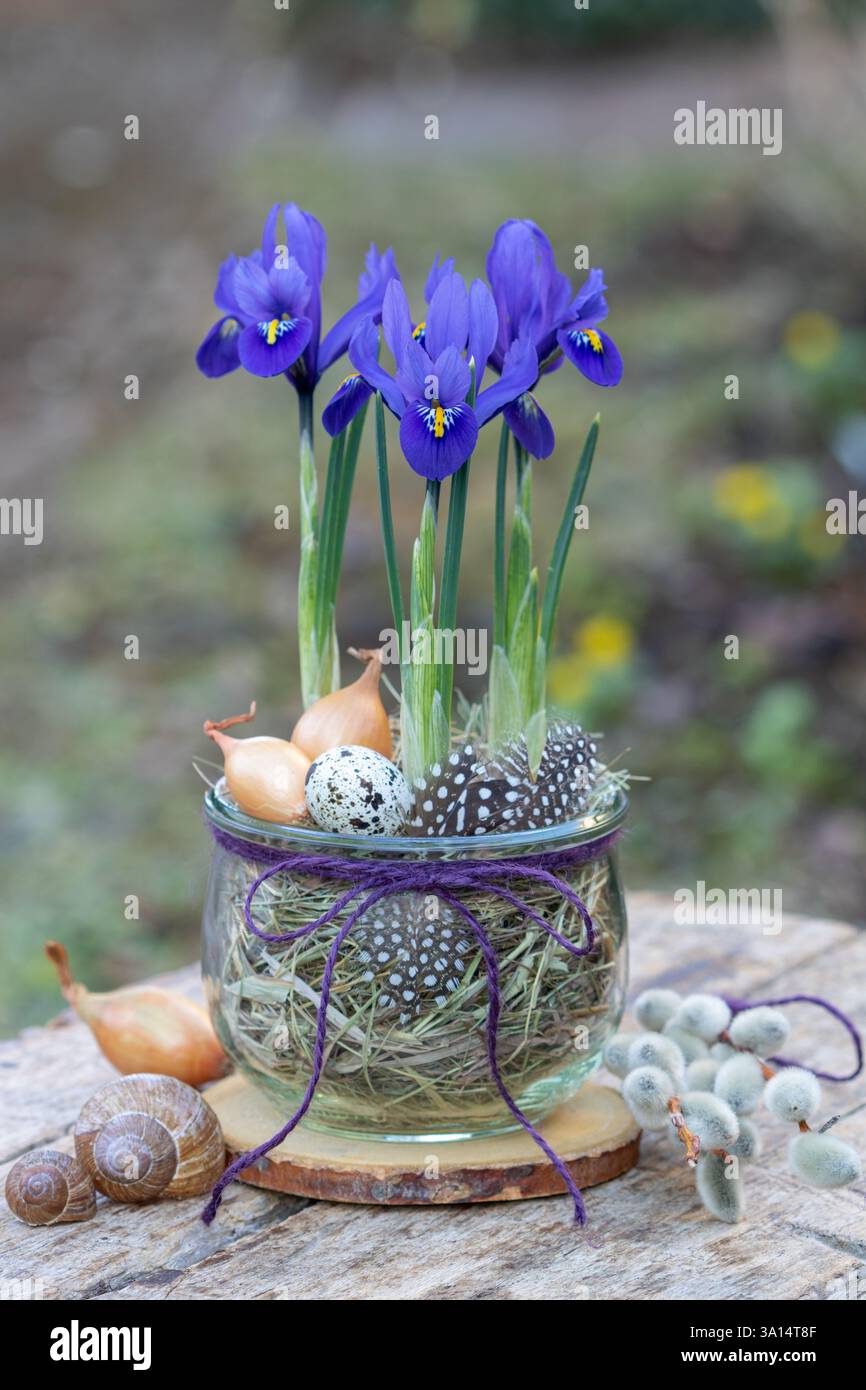 Blaue Netzblende in einem mit Stroh gefüllten Glas im Garten Stockfoto