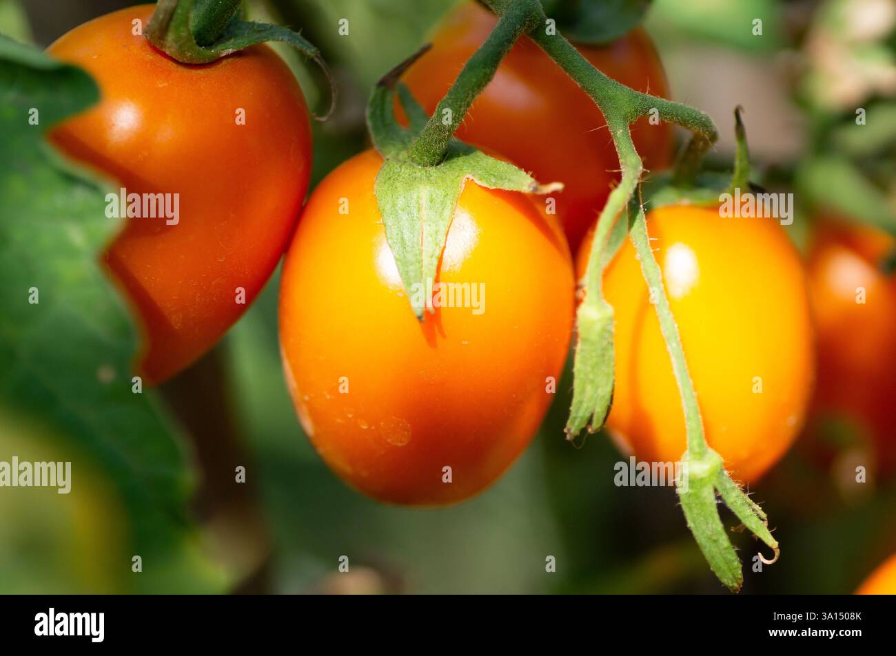 Rote, orange, gelbe Tomaten im Gemüsegarten Stockfoto