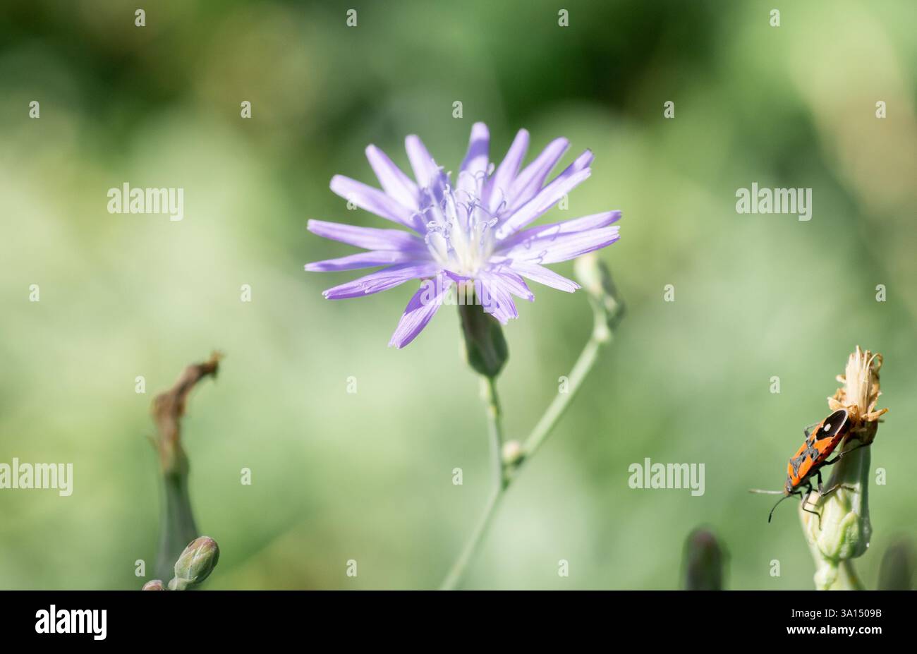 Große violette Blüten der blauen Sauendistel (Cicerbita uralensis) schossen aus der Nähe vor einem verschwommenen grünlichen Hintergrund Stockfoto