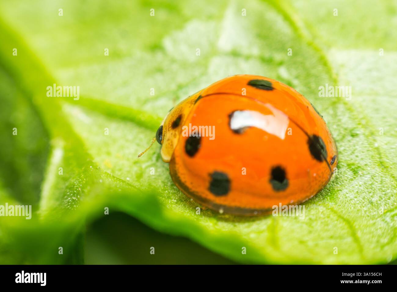 Makro von Käfer-Insekten (Marienkäfer) orange und Punkt schwarz Farbe nah auf dem grünen Blatt oder lassen Sie in der Natur Stockfoto