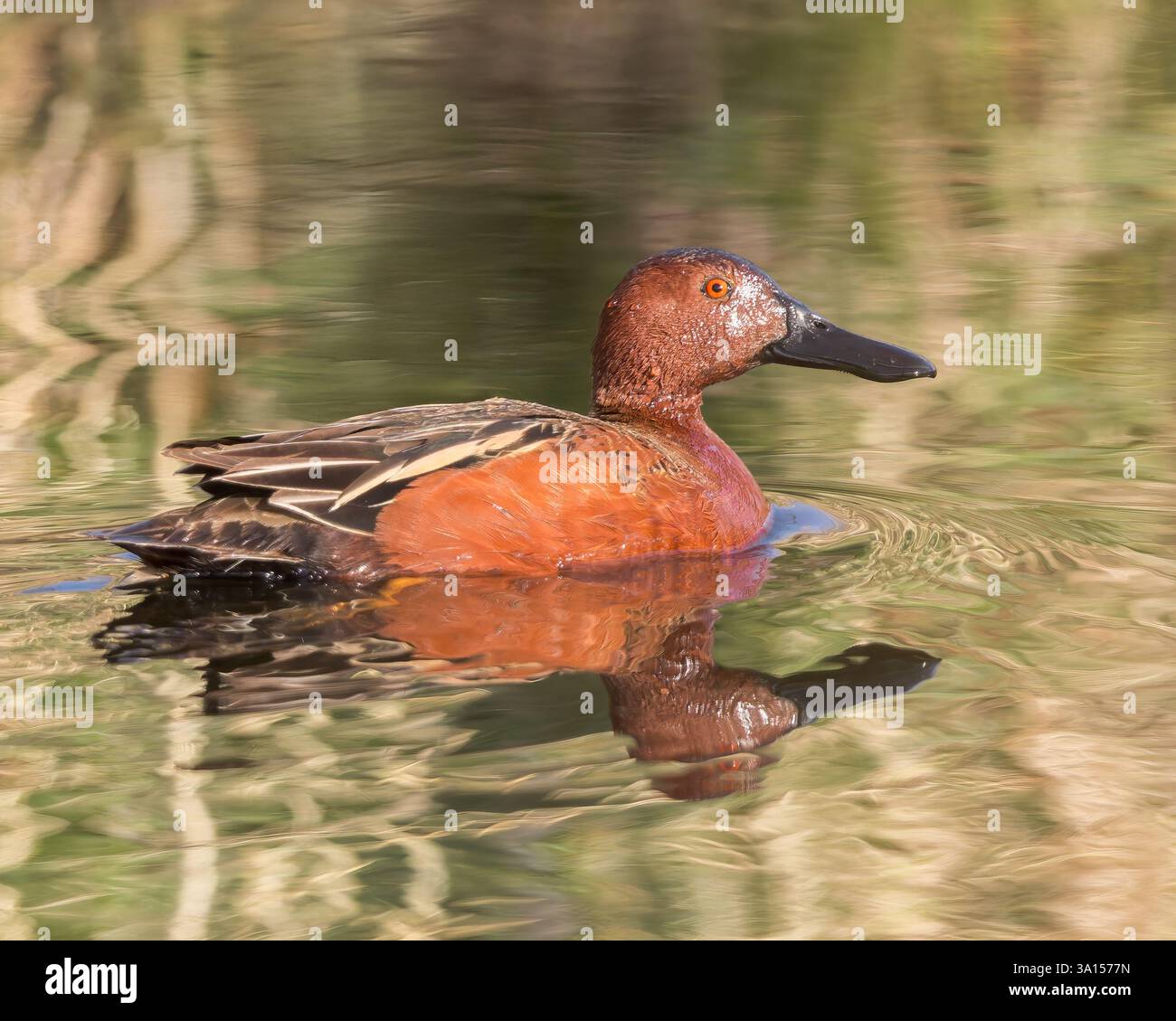 Ein Cinnamon Teal zu Hause auf dem Wasser Stockfoto