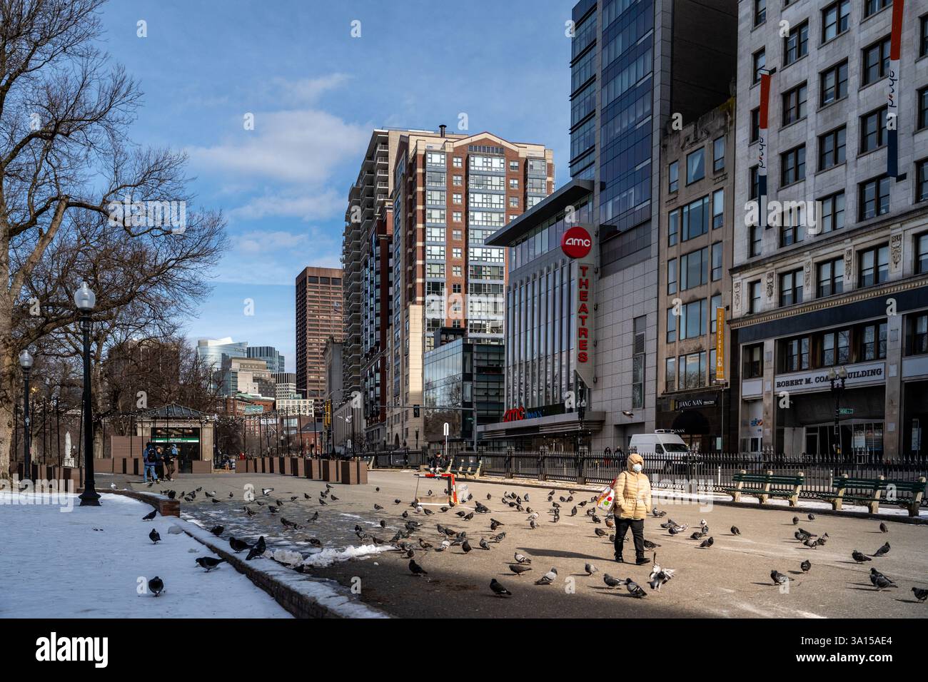 Boston, MA, USA - 8. Februar 2025 - Eine Frau, die durch eine Taubenherde läuft und Nahrung auf der Straße in der Nähe des Boston Common Parks findet Stockfoto