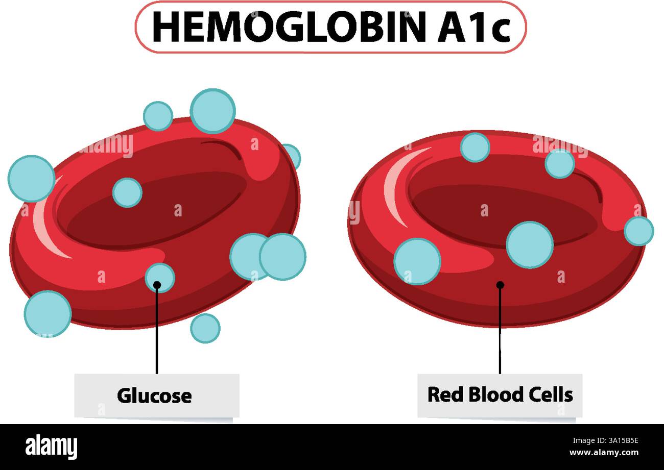 Illustration der Interaktion von Glucose und Erythrozyten Stock Vektor