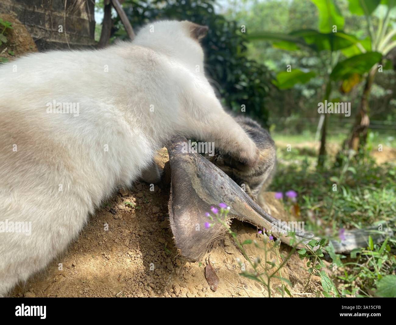 Katze spielt im Garten. - Smartphone-aufgenommenes Stockfoto