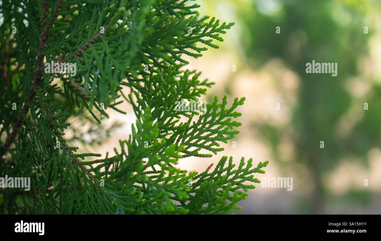 Nahaufnahme des zarten, gefiederten Laubs eines Nadelbaums, möglicherweise einer Art Zypresse oder wacholder bei Tageslicht Stockfoto