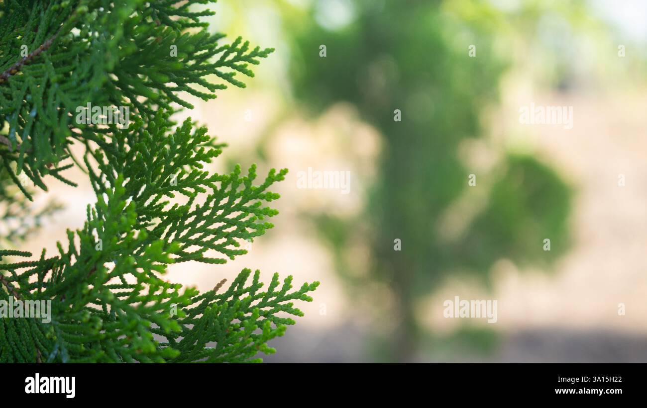 Nahaufnahme des zarten, gefiederten Laubs eines Nadelbaums, möglicherweise einer Art Zypresse oder wacholder bei Tageslicht Stockfoto