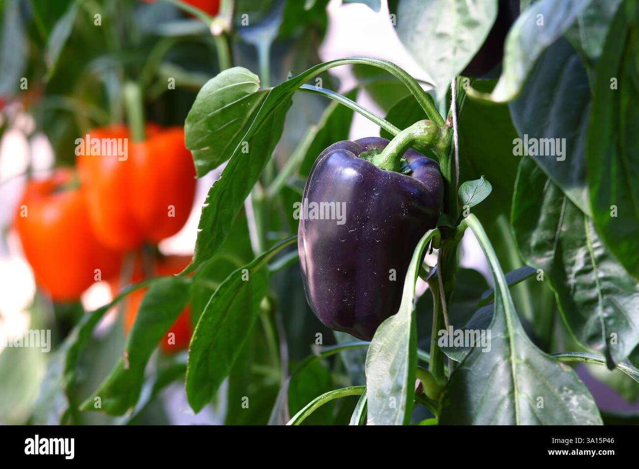 Lila und orange Paprika hängen am Baum im Gewächshaus Stockfoto