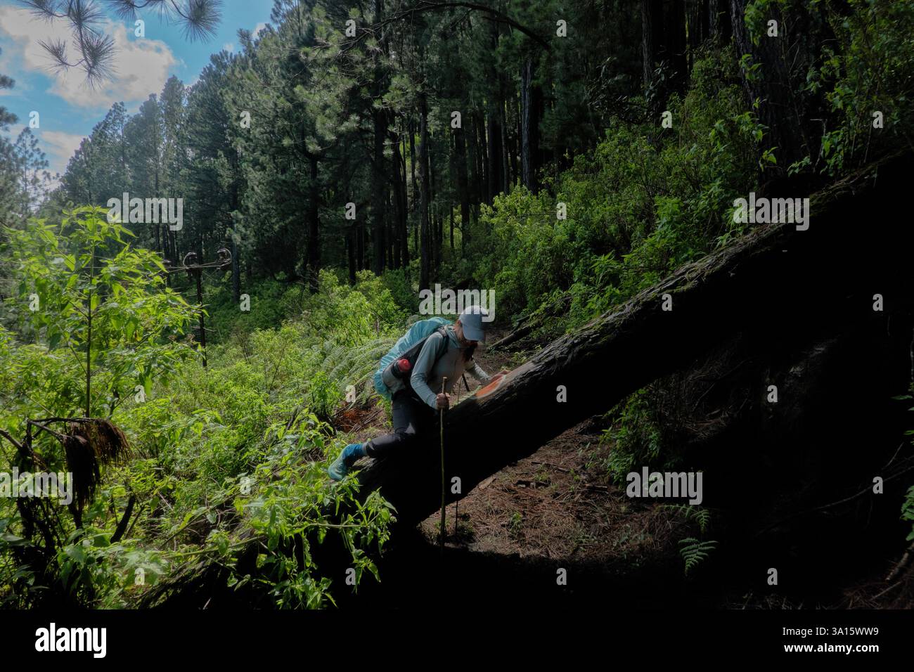 Wandern auf dem Pekoe Trail, Haputhale, Sri Lanka Stockfoto