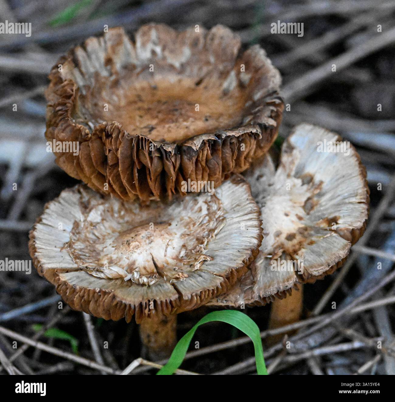 Vielfältige Pilzarten in den New South Wales Woodlands Stockfoto
