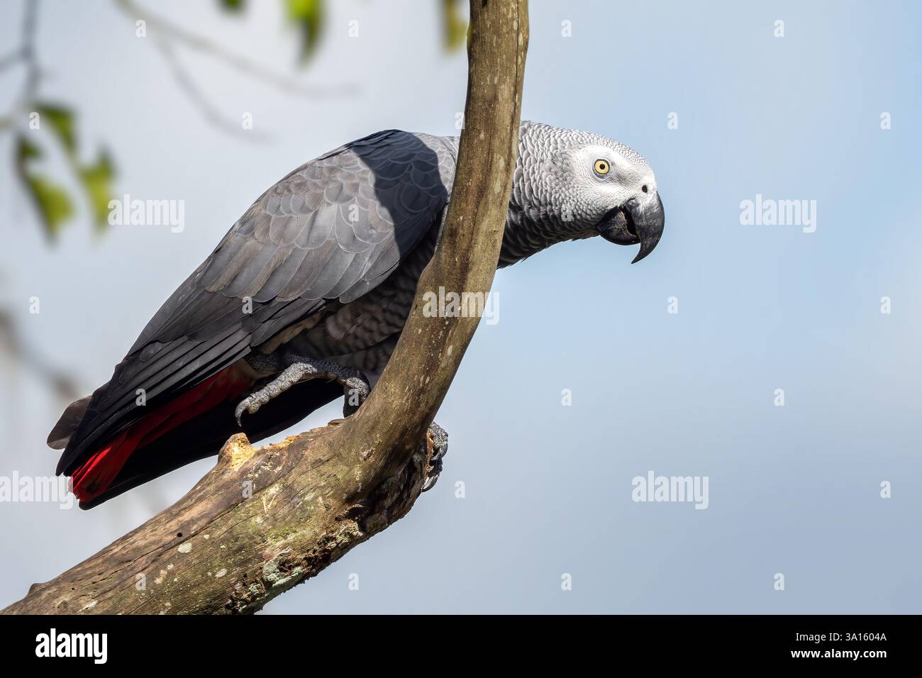 African Grey Papagei - Psittacus erithacus, schöner großer Papagei aus den Wäldern und Wäldern Zentralafrikas, beliebtes Haustier, Uganda. Stockfoto