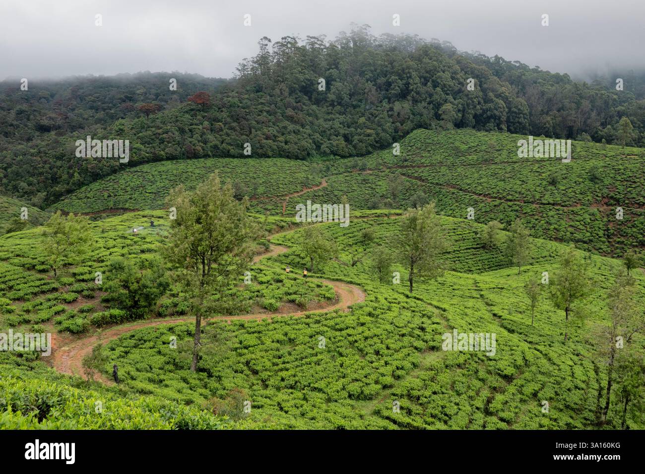 Wunderschönes Teeland am Pekoe Trail, Nuwara Eliya, Sri Lanka Stockfoto
