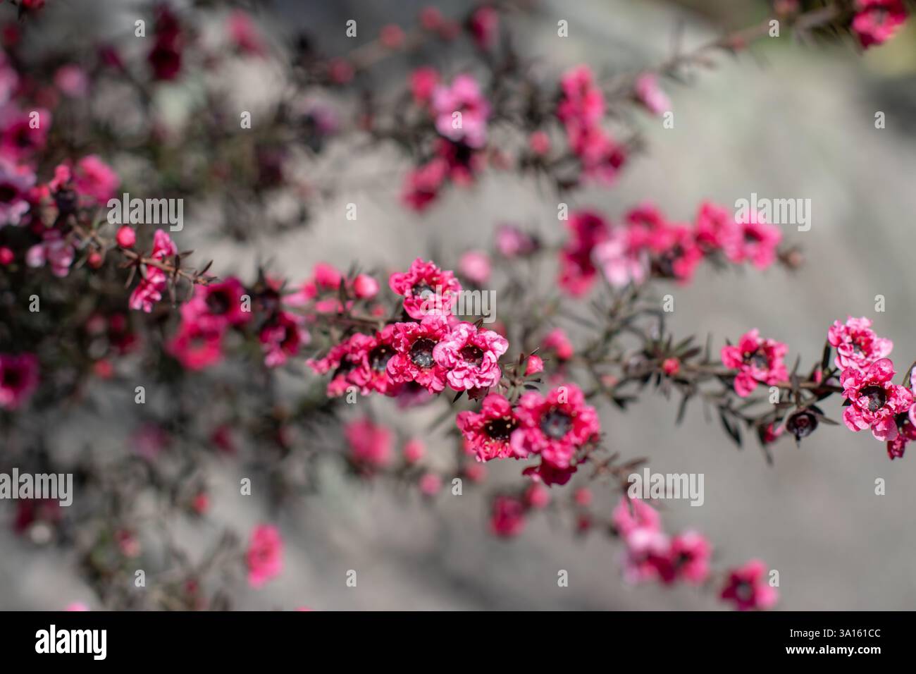 Manuka, leptospermum Scoparium, manuka myrte, neuseeländische teebaumblüte oder Ginster-Teebaume. Teebaumzweige mit burgunderroter Strömung Stockfoto
