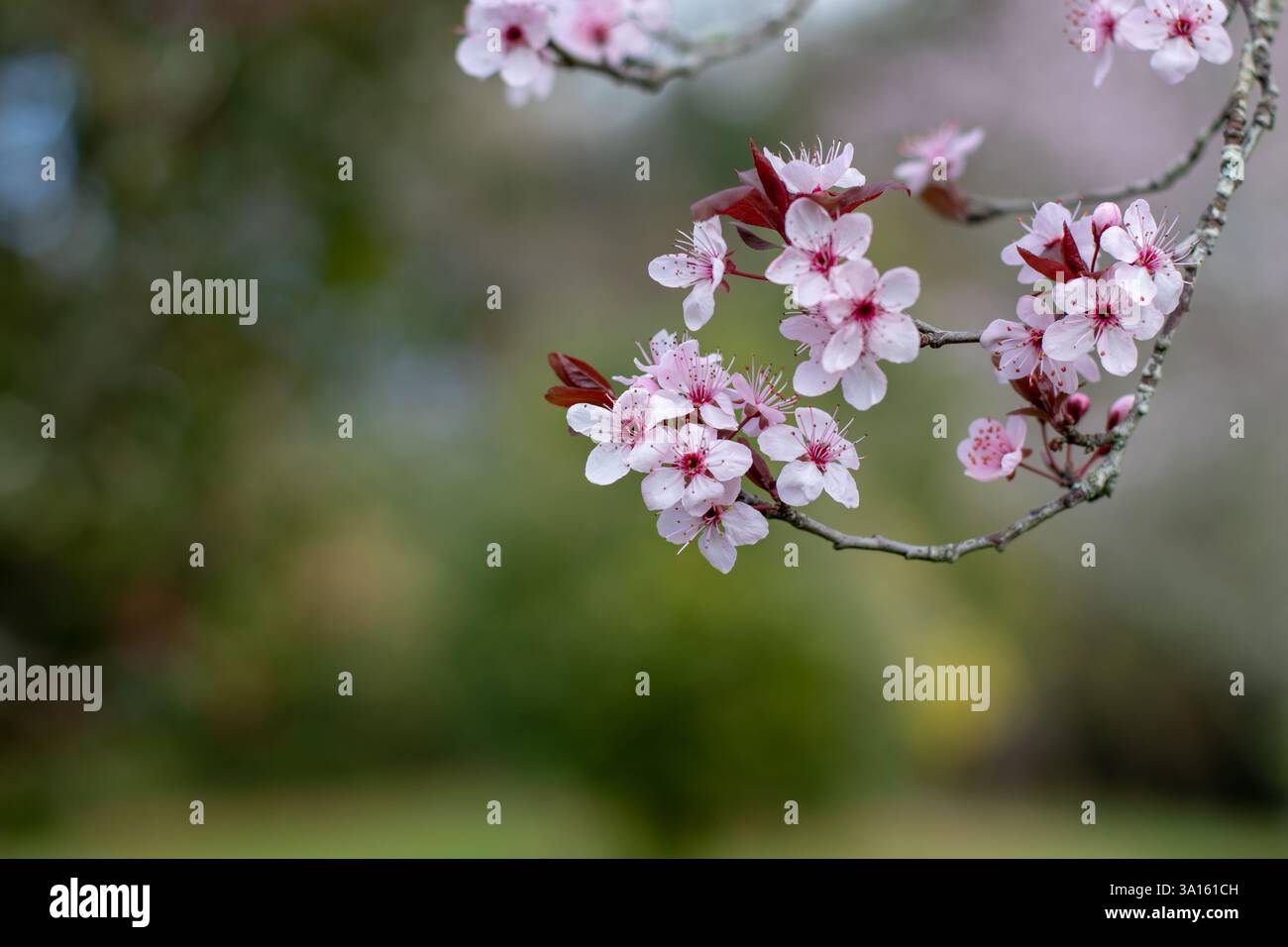 Prunus cerasifera Blüten. Kirschpflaume oder Myrobalanpflaume gekrümmter Zweig mit rosa Blüte auf dem unscharfen grünen Frühlingsgarten Hintergrund. Rosafarbene Blüte Stockfoto