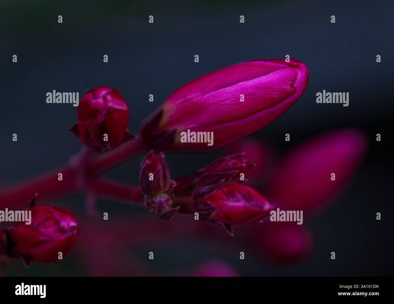 Flüsternde Blüten – Pink Flowers in the Shade Stockfoto