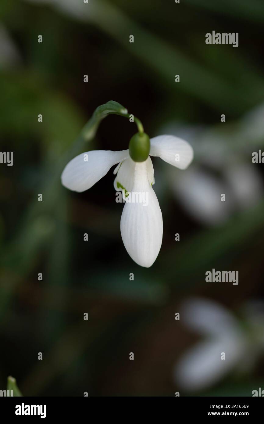 Der bezaubernde Galanthus „Magnet“ erwacht im Frühjahr. Aufmerksamkeit erregend, schön, blühend, rot, kühl, üppige, atemberaubende, kühne Blume Stockfoto