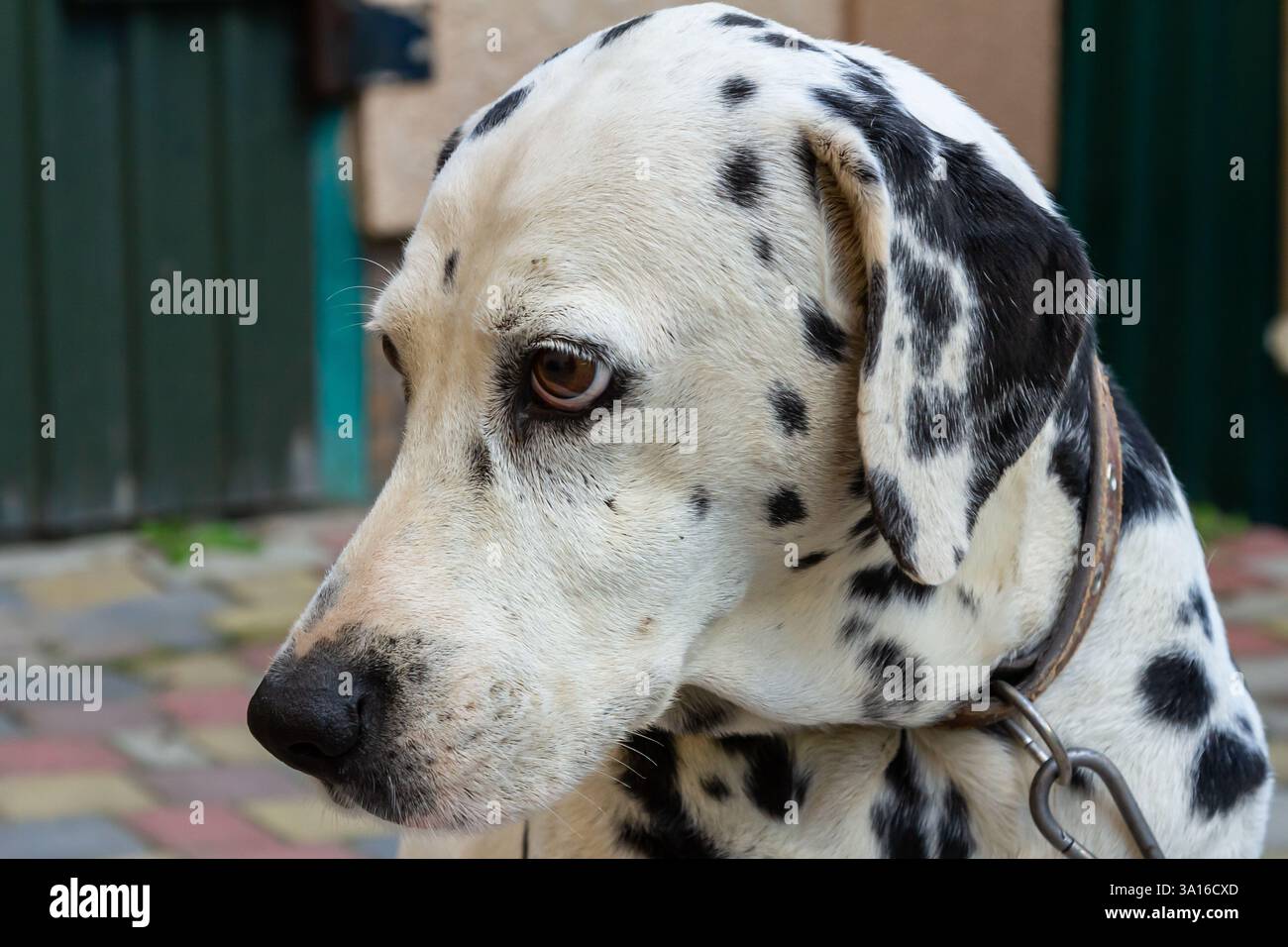 Ein dalmatinischer Hund sitzt ruhig und blickt auf einem lebhaften Kopfsteinpflasterweg zur Seite, der nachmittags von Gebäuden in einem Stadtviertel umgeben ist Stockfoto
