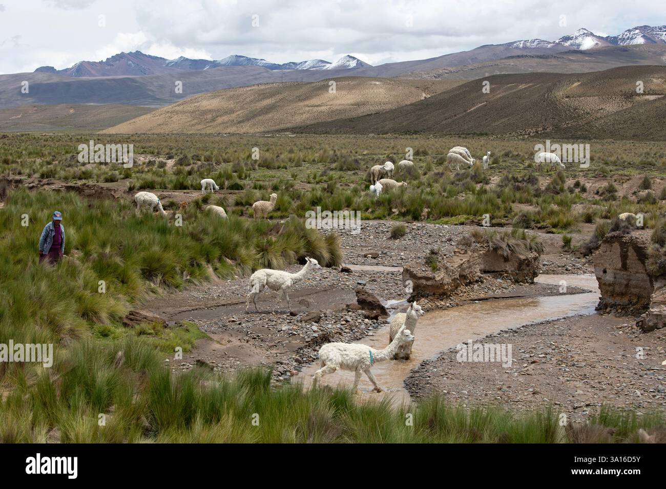 Peru, Andenkordillera, Nationalreservat von Salinas y Aguada Blanca, ein Alpakabauer und ihre Herde inmitten einer Wiese auf den Hochebenen der anden Stockfoto