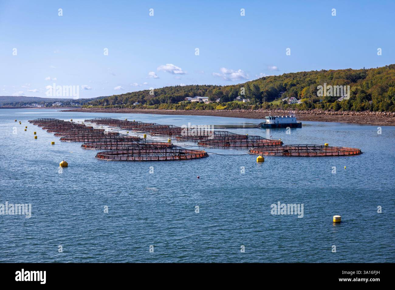 Kanada, Provinz Nova Scotia, Digby, Aquakulturfarm, Lachszucht Stockfoto