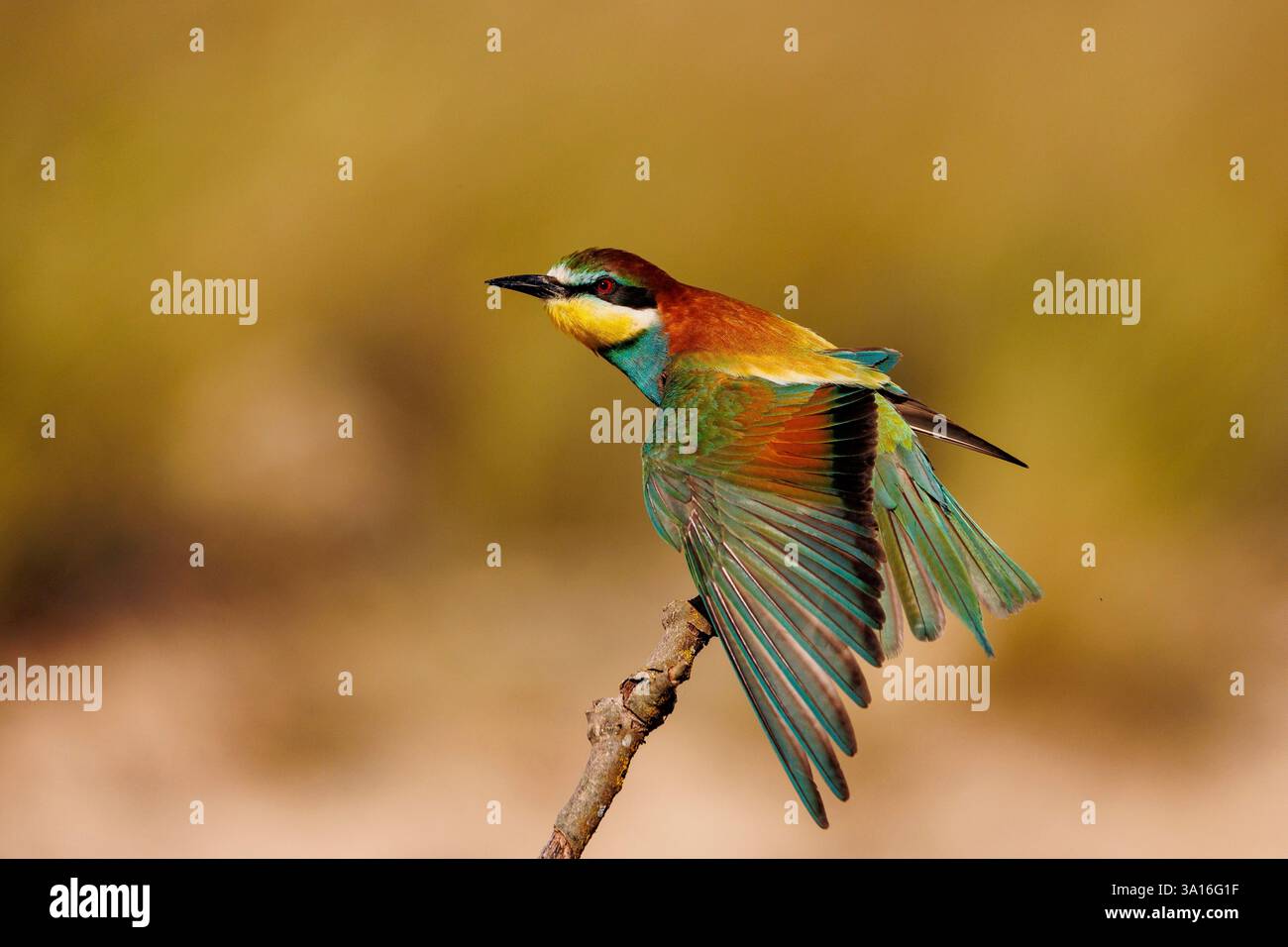 Spanien, Navarra, Europäischer Bienenfresser (Merops apiaster), auf einem Zweig ruhen, pflegen, Strecken Stockfoto