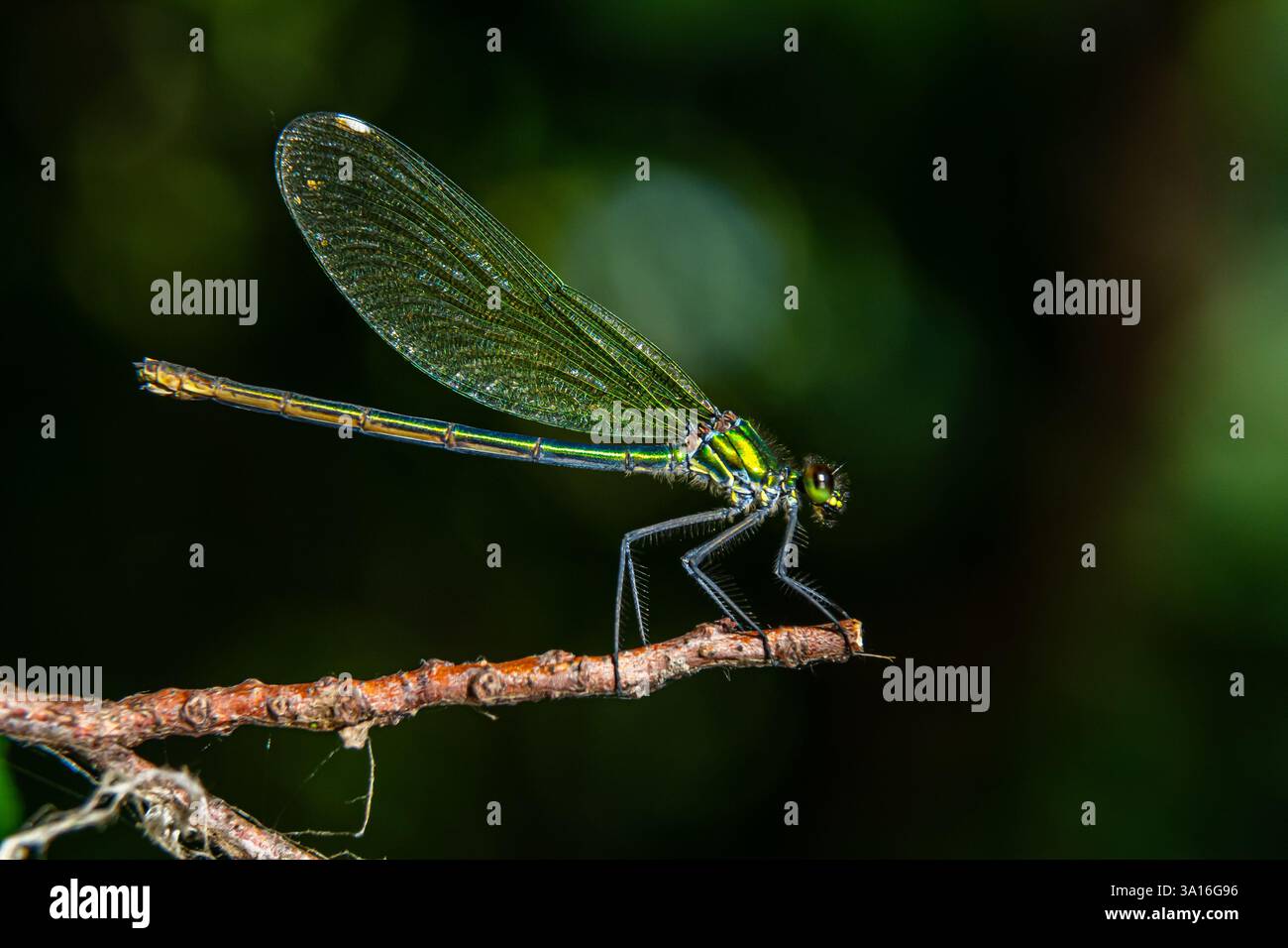 Eine markante Libelle mit schillernden Flügeln liegt auf einem schlanken Zweig, umgeben von üppigem Grün unter hellem Tageslicht, und zeigt ihr zartes Aussehen Stockfoto