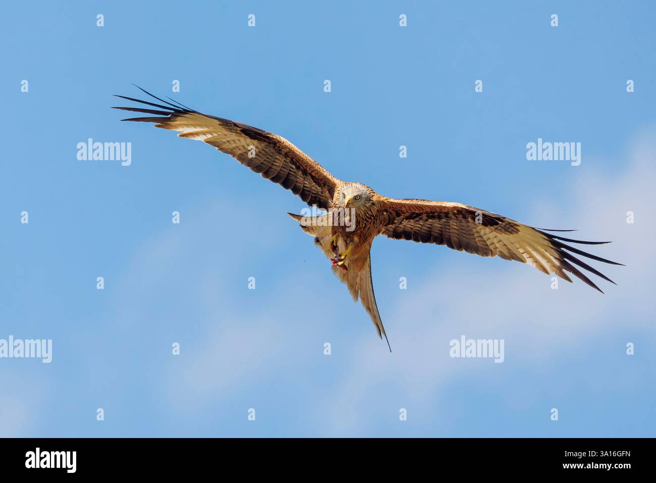 Spanien, Navarra, Roter Drache ( Milvus milvus), im Flug Stockfoto