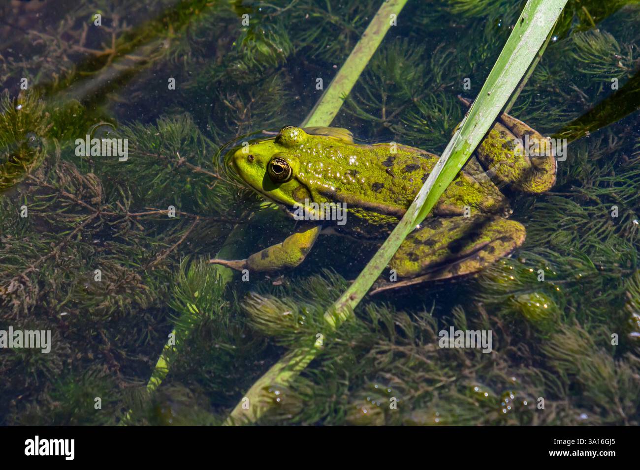 Ein lebendiger grüner Frosch fügt sich in seinen natürlichen Lebensraum ein und ruht an klaren Tagen zwischen verschiedenen Wasserpflanzen in einem ruhigen Teich. Stockfoto