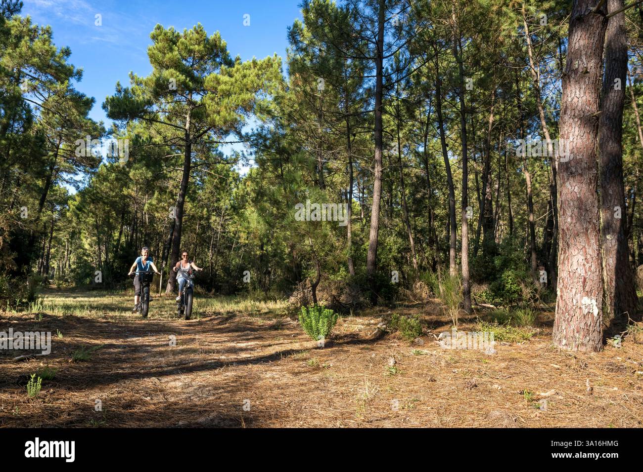 Frankreich, Charente-Maritime, Royan, La Tremblade, Radfahrer mit Fat Bikes auf den Sandwegen des Coubre und Combots d’Ansoine Nationalwaldes entlang des Atlantiks nördlich von La Palmyre Stockfoto