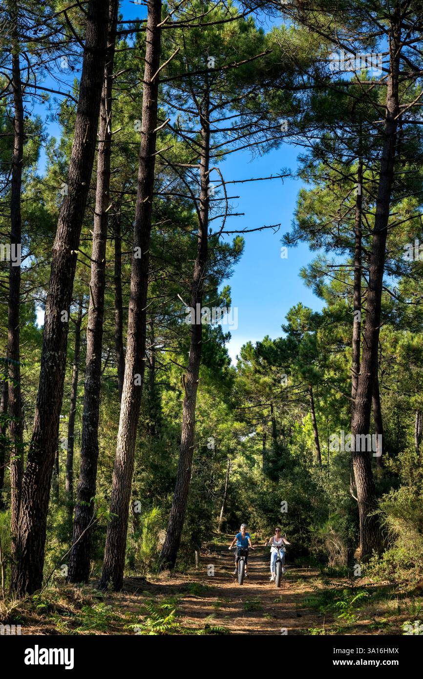 Frankreich, Charente-Maritime, Royan, Les Mathes, Radfahrer mit Fat Bikes auf den Sandwegen des Waldes entlang des Atlantiks nördlich von La Palmyre Stockfoto