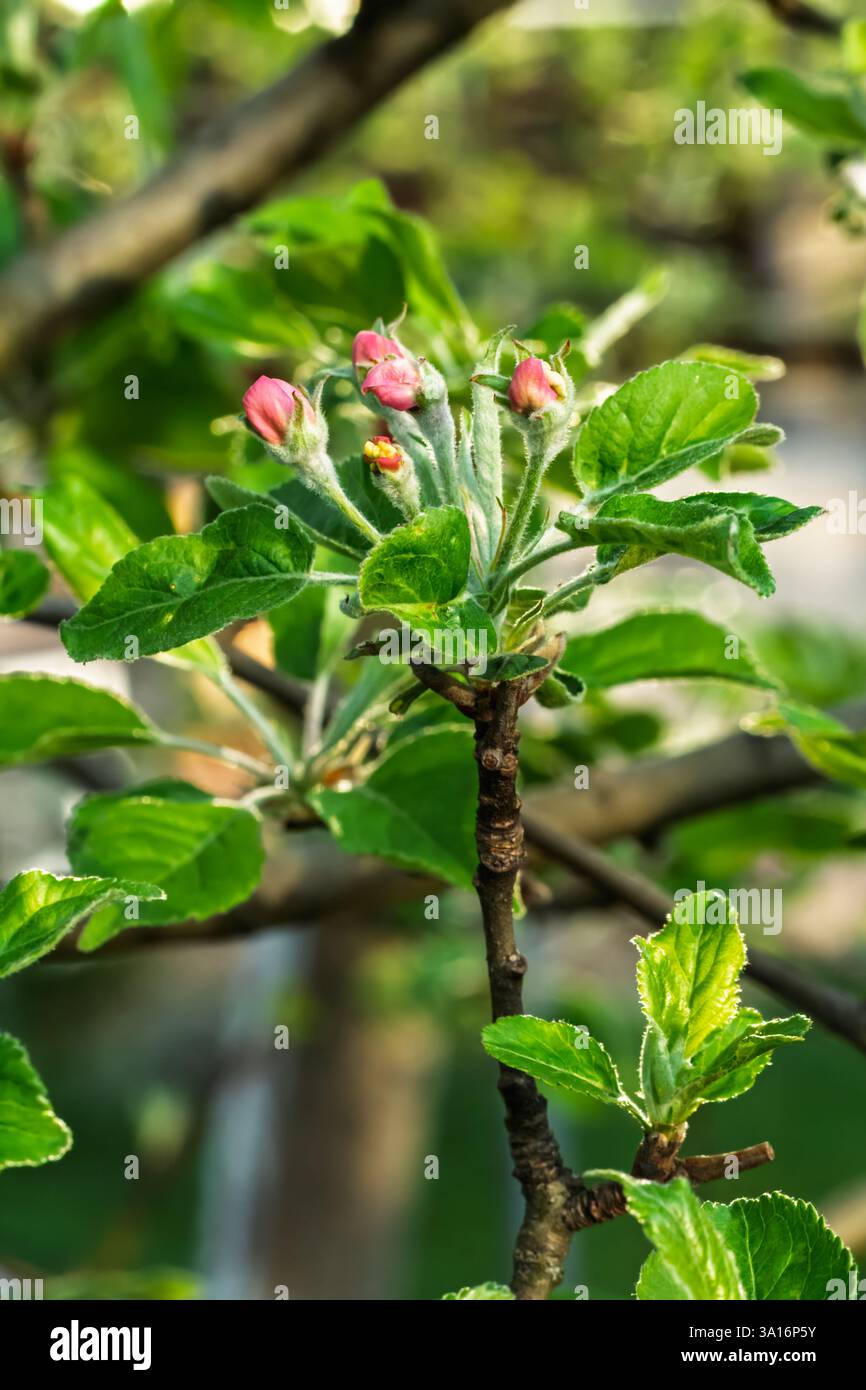 Zweig eines blühenden Apfelbaums im Frühlingsgarten mit verschwommenem natürlichen Hintergrund. Stockfoto