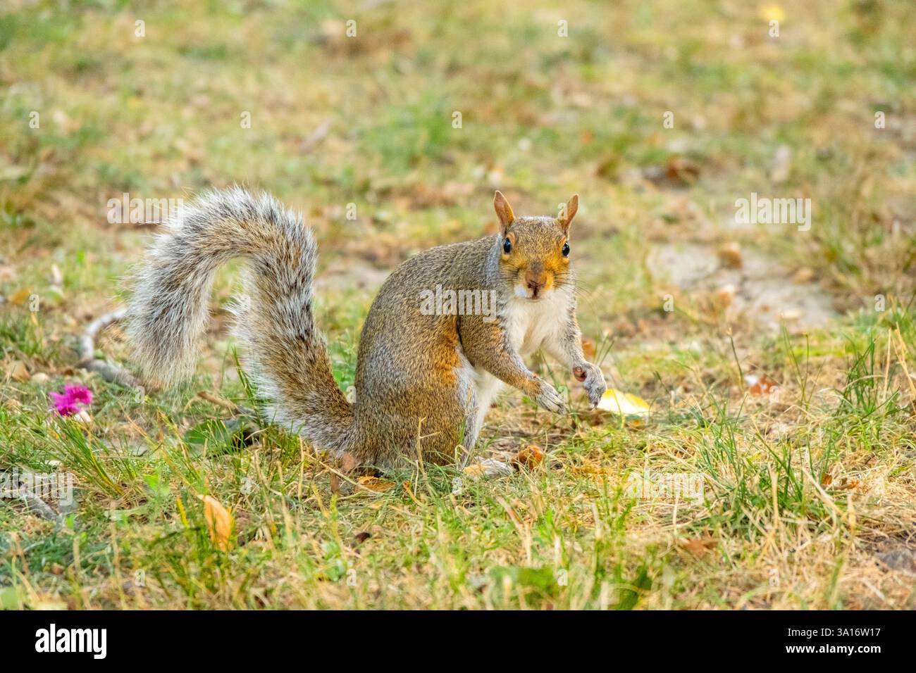 Usa, New York State, New York City, Manhattan, Central Park, Eichhörnchen Stockfoto