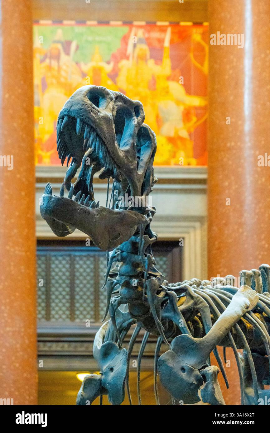 USA, New York State, New York City, Manhattan, Museum of Natural History, Dinosaurier Skelett Stockfoto
