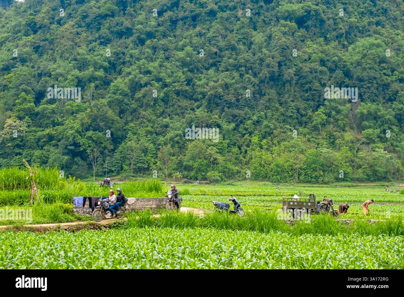 Vietnam, Provinz Cao Bang, Arbeit der Einheimischen auf Maisfeldern Stockfoto