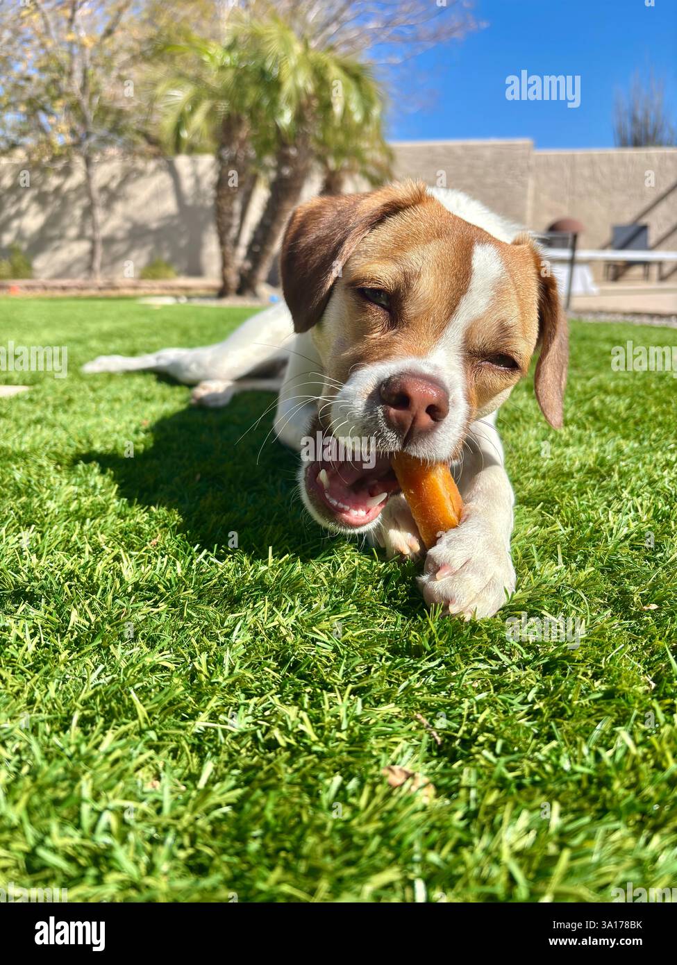 Hund kaut an einer Karotte, während er auf grünem Gras in der Sonne liegt. Stockfoto