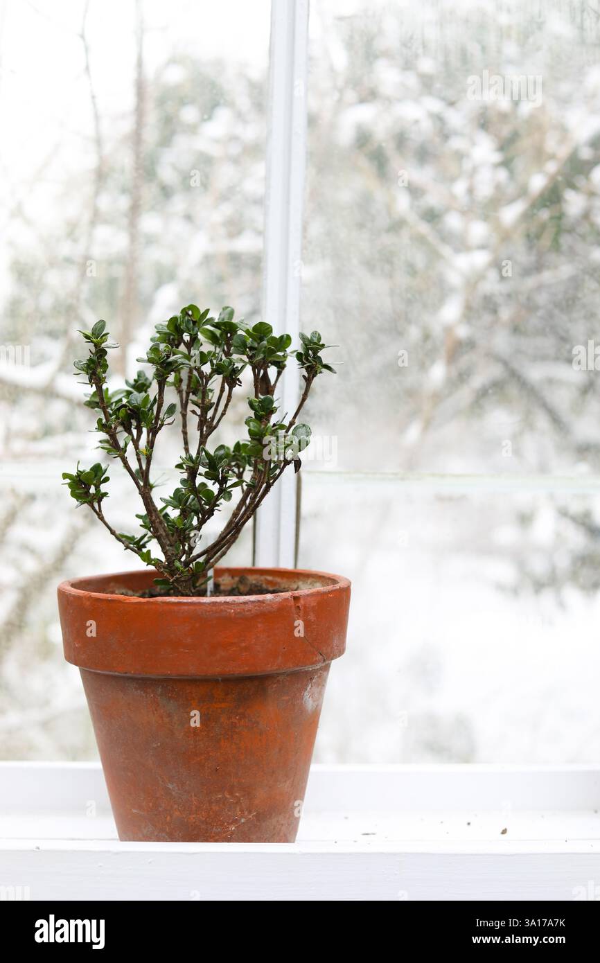 Kleine Azalea Pflanze im Terrakotta Topf mit schneebedeckten Wald im Hintergrund Stockfoto
