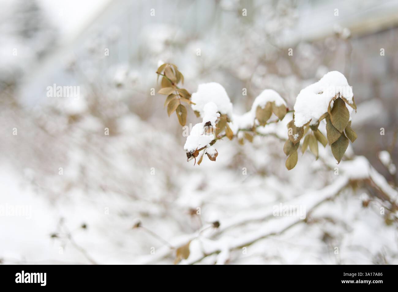 Makroaufnahme von Himbeerkuss Rosa bedeckt mit frischem Schnee Stockfoto