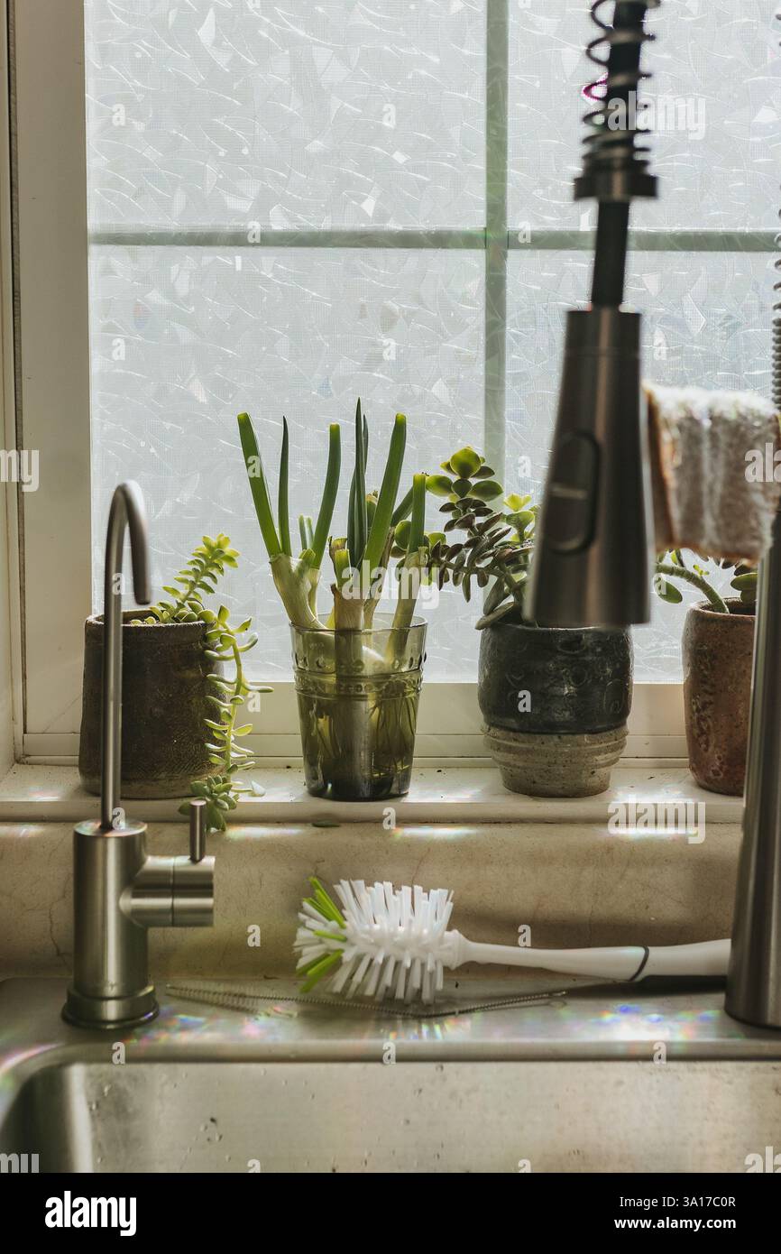 Blick auf grüne Zwiebeln und Sukkulenten, die im Küchenfenster wachsen Stockfoto