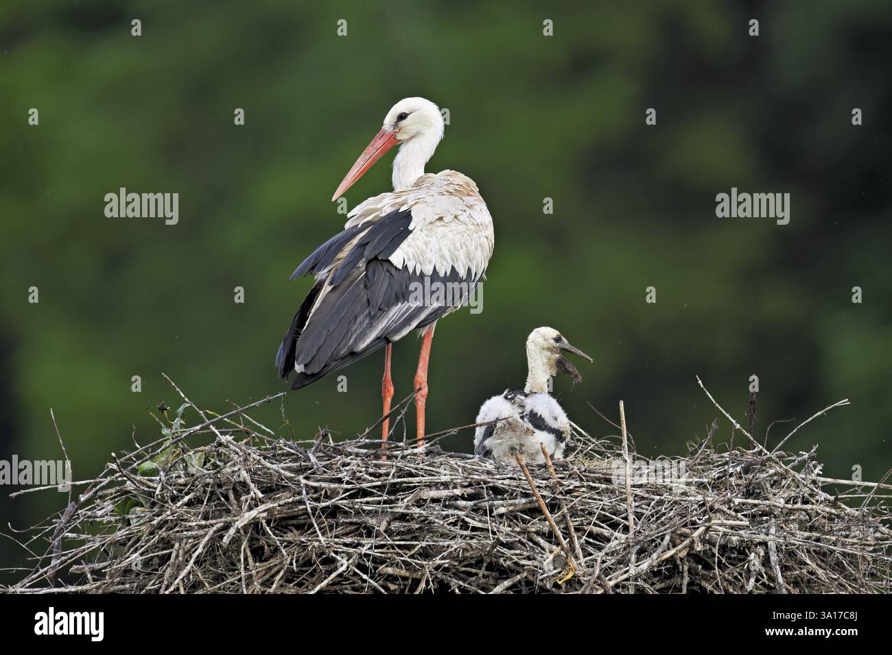 Weißstorch (Ciconia ciconia), ausgewachsen mit Küken, die auf der horse stehen, Kanton Aargau, Schweiz, Europa Stockfoto