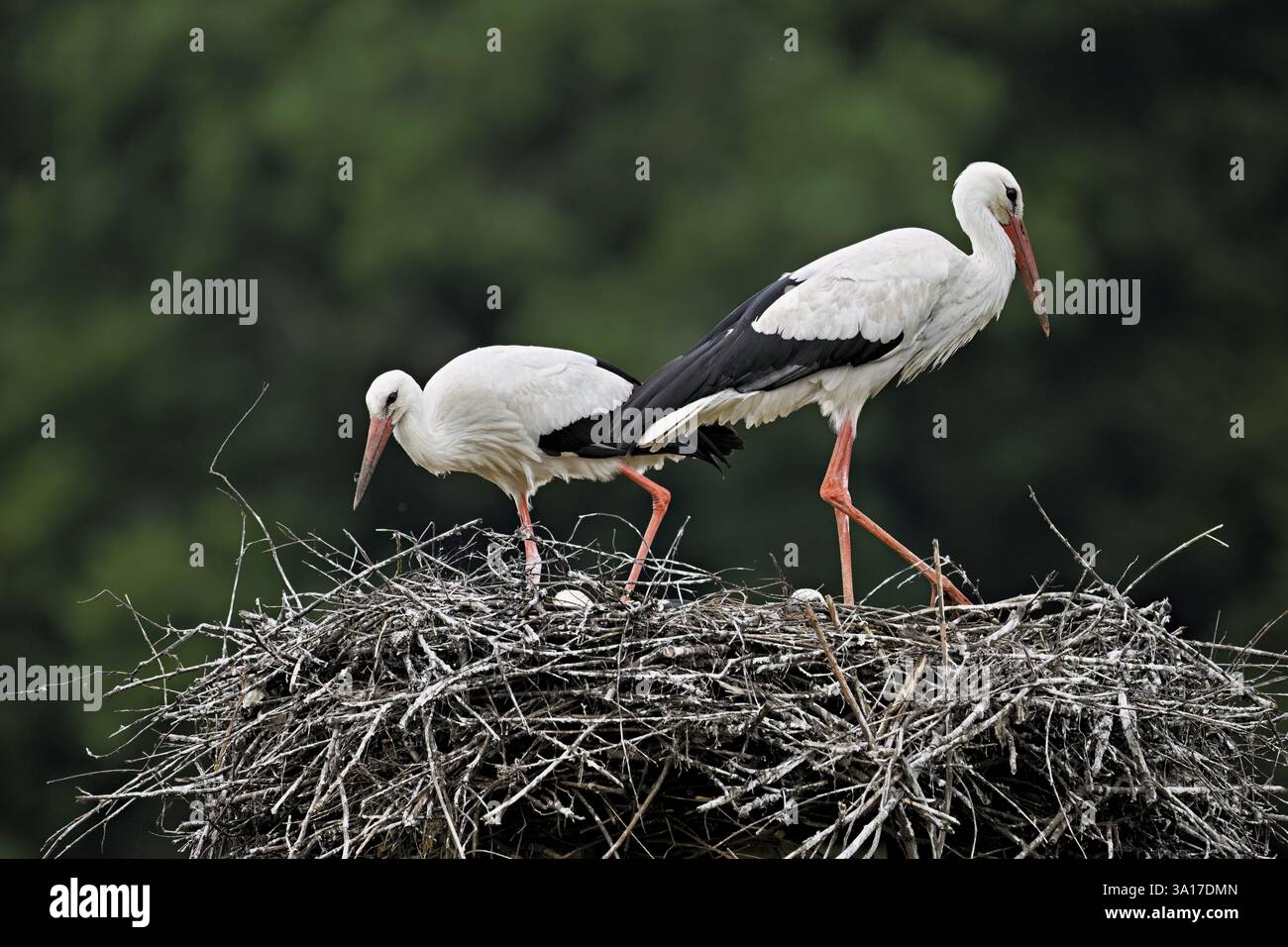 Weißstörche (Ciconia ciconia), Paar stehend auf der horse, Kanton Aargau, Schweiz, Europa Stockfoto