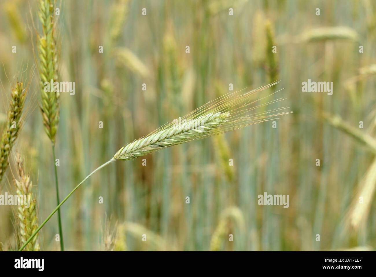 Hordeum vulgare. Gerste, ein Getreidekorn, wächst und reift in einem Suffolk-Feld, Großbritannien. Stockfoto