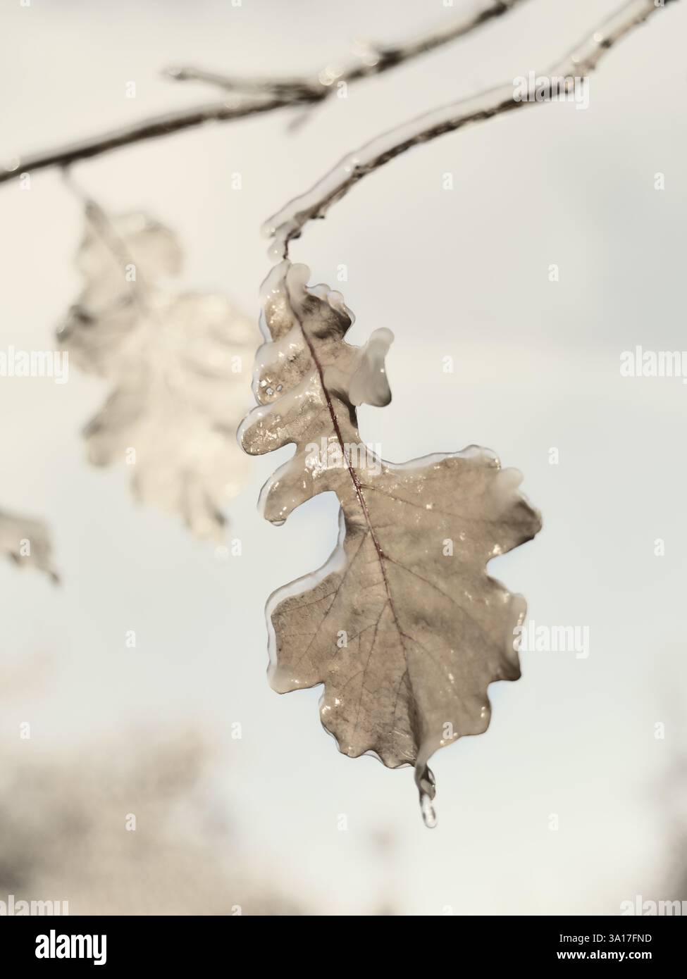Eis bedeckt gefrorenen Eichenlaub Abstraktheit closeup Stockfoto