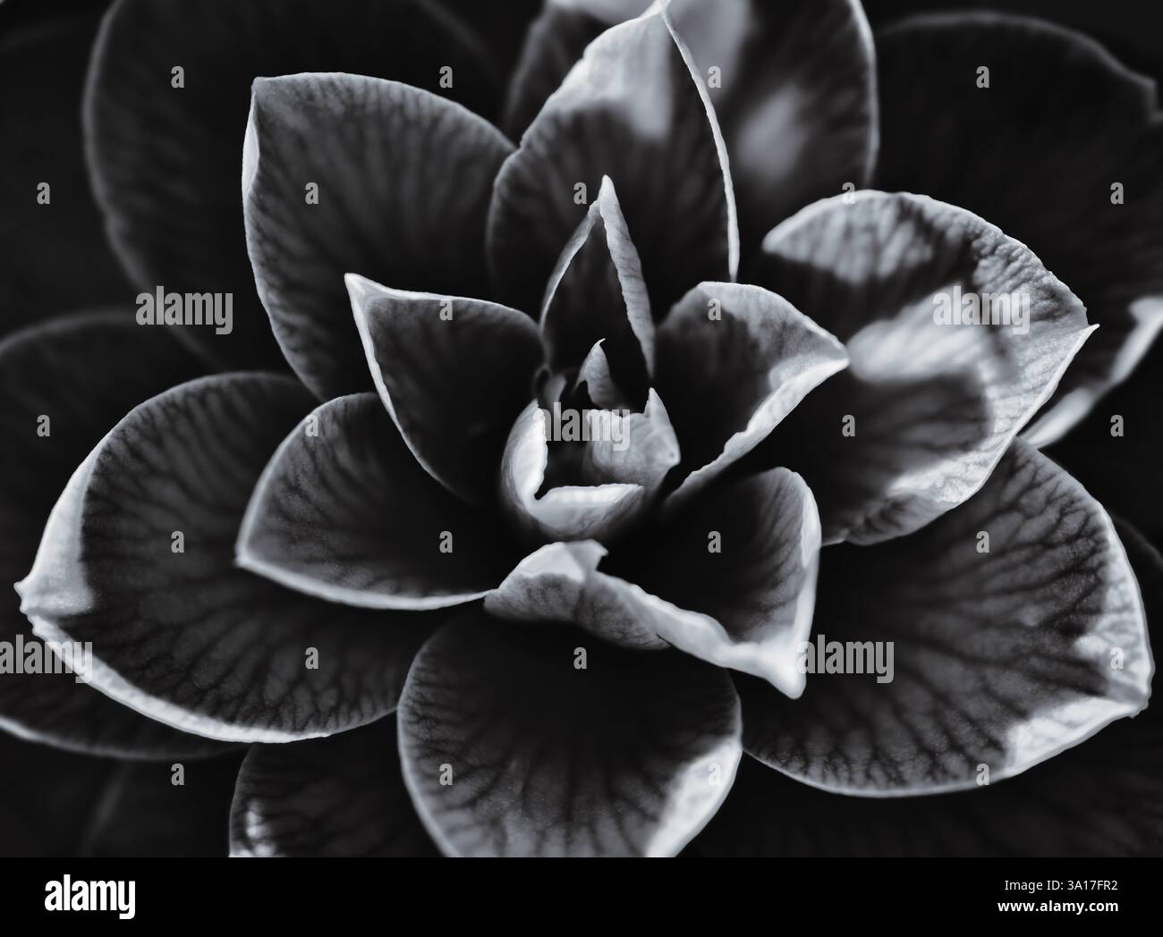 Künstlerische abstrakte Nahaufnahme eines japanischen Kamelie schöne Blütenblätter kontrast detail, Camellia japonica, Schwarz und Weiß Stockfoto