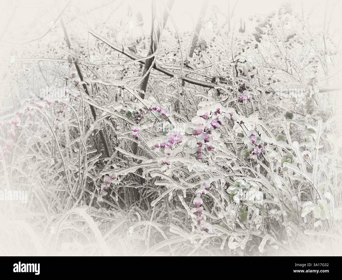 Gefrorene, eisglasierte Zweige und rosafarbene Beeren eines Strauchs. Abstrakte, sepiafarbene Natur im Herbst Stockfoto