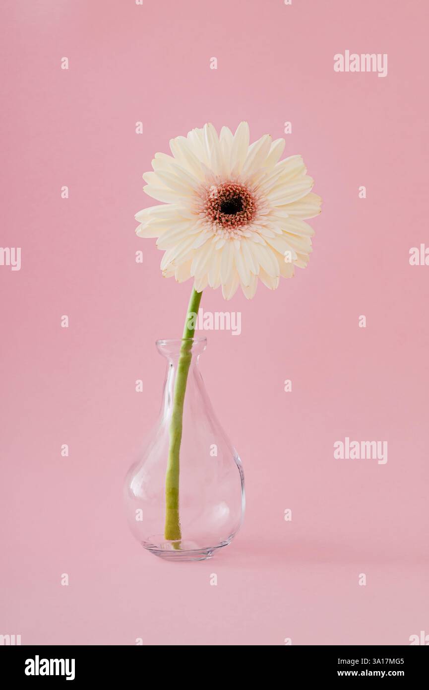 Weiße Gerbera Gänseblümchenblume in einer Vase auf pastellrosa Hintergrund. Minimales Frühlings- und Sommerkonzept. Blumenästhetik. Stockfoto