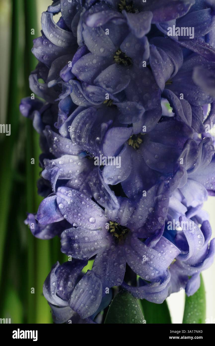Die Hyazinthen blühen mit Wassertropfen. Blumentapete in Nahaufnahme. Selektiver Fokuskopierbereich dunkelgrüner Hintergrund. Stockfoto