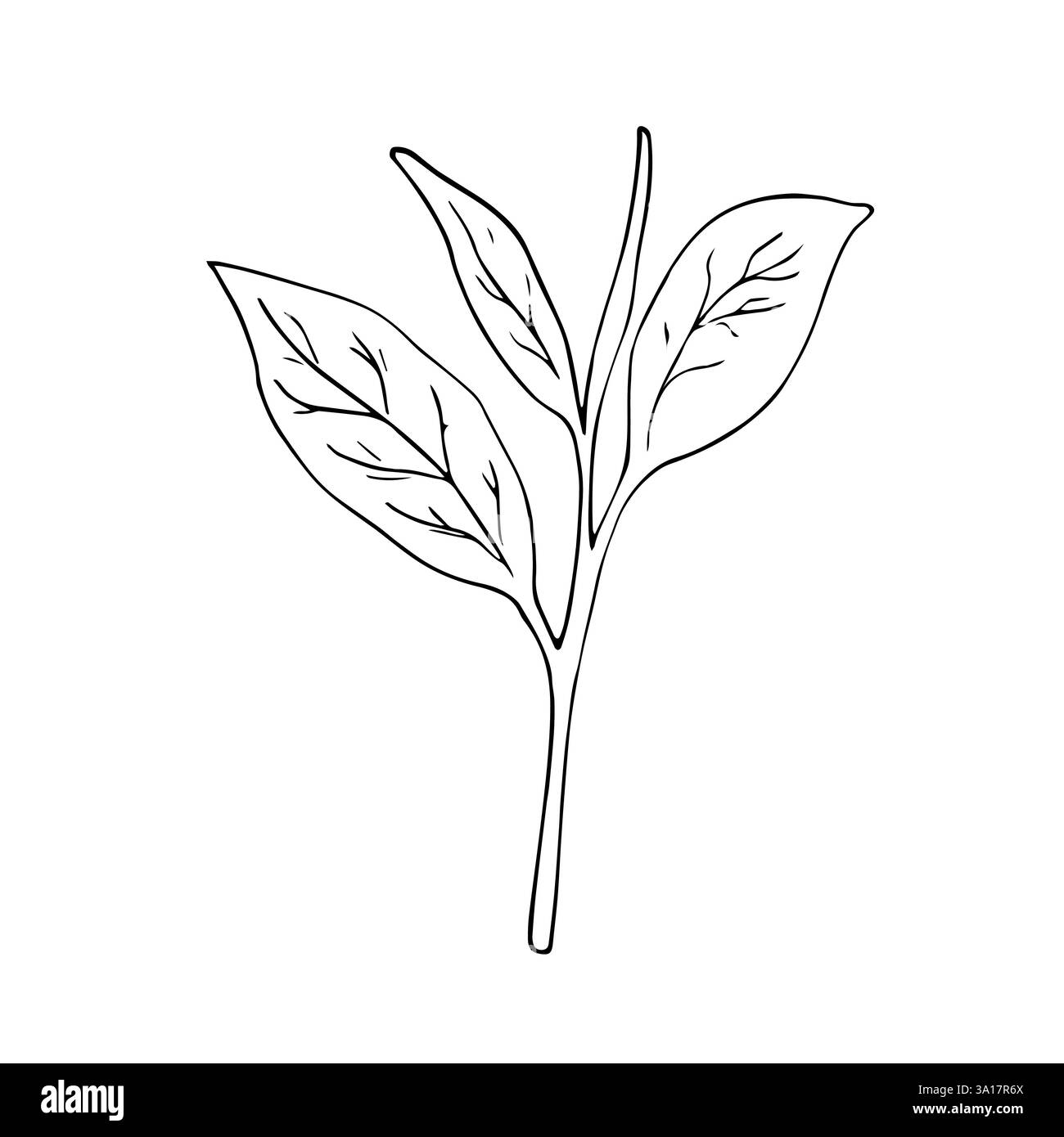 Grüner Teeblatt. Botanische handgezeichnete Illustration. Isolierte Abbildung auf weiß. Stock Vektor