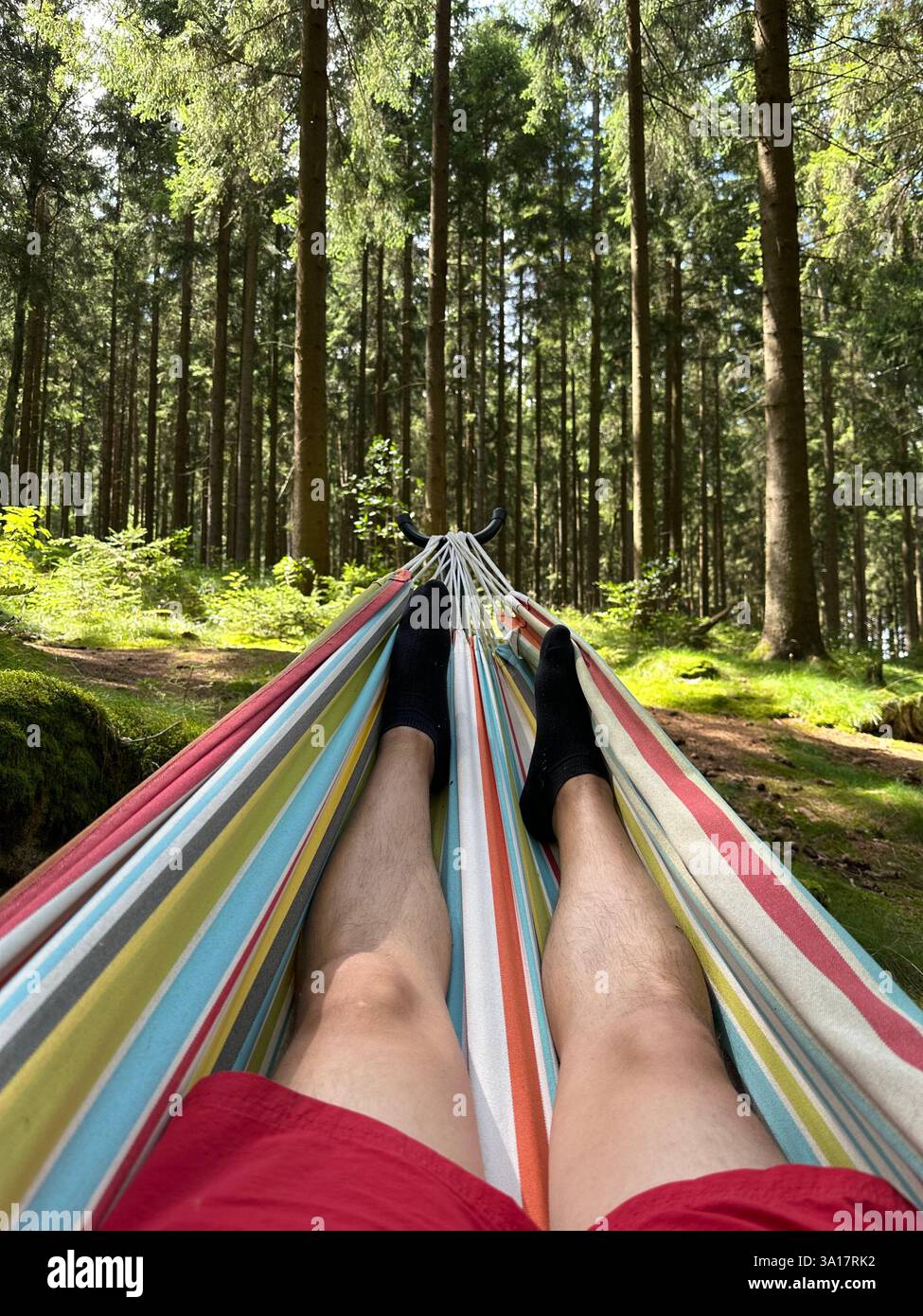 Der Moorwald in Bad Leonfelden ist ein idyllisches Naturschutzgebiet in Oberösterreich mit dichten Wäldern, mystischen Moorlandschaften und Wanderwegen - Smartphone-aufgenommenes Stockfoto