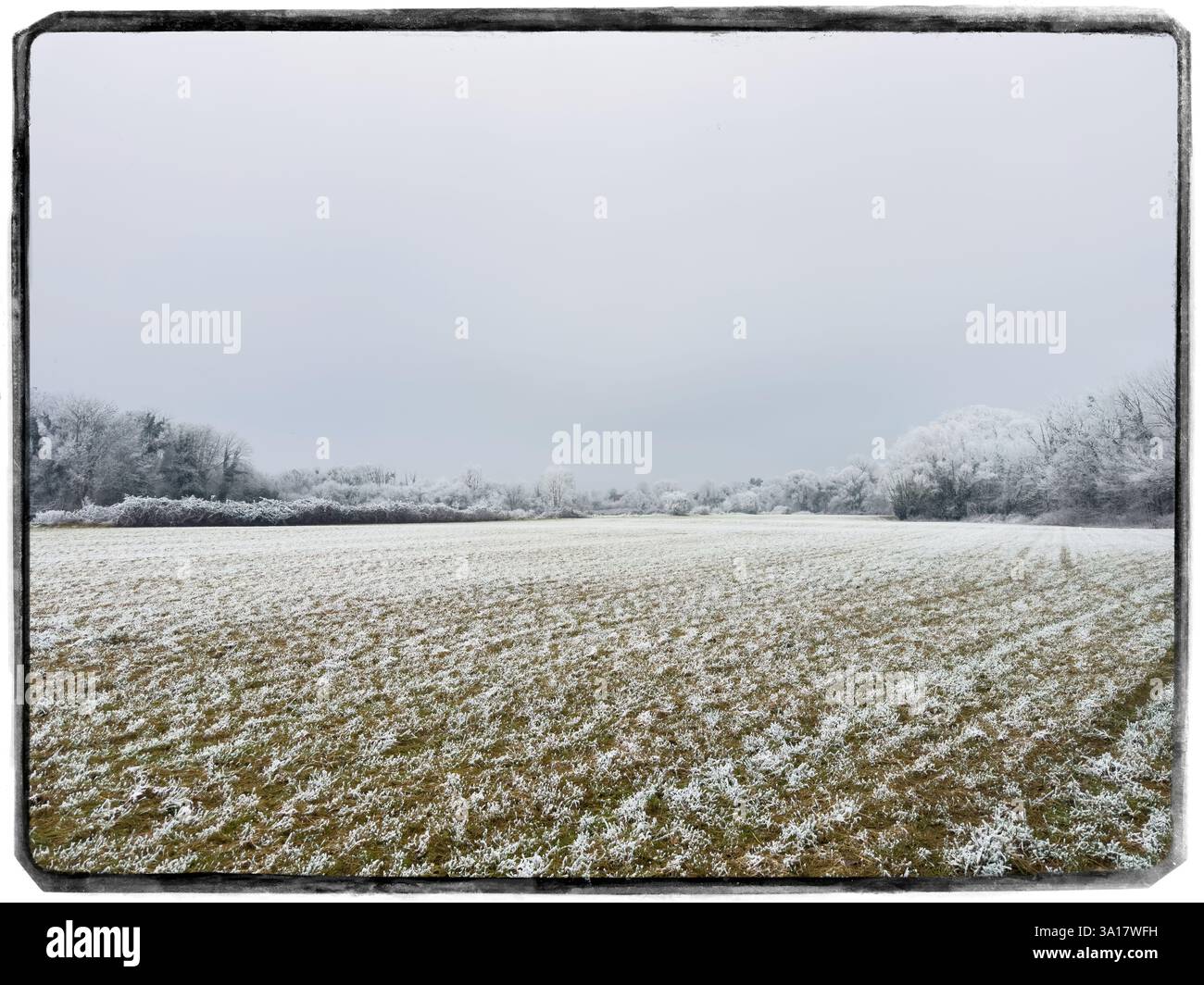 Der digitale Rahmen eines riesigen, mit Frost bestaubten Feldes erstreckt sich zu einer Linie von Bäumen, die dicht weiß bedeckt sind, unter einem schweren bewölkten Himmel, wodurch ein s entsteht Stockfoto
