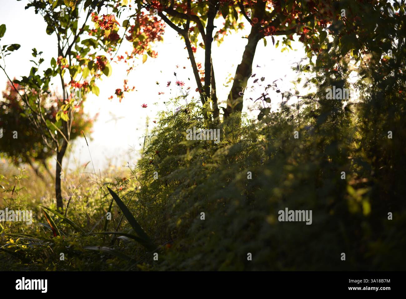 Weiches Abendlicht in einem verwilderten Garten Stockfoto